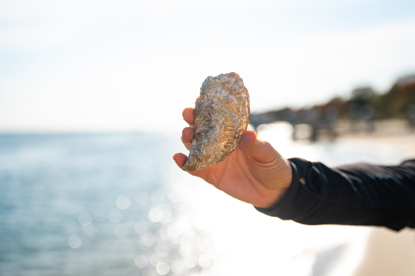 Oyster Shell Jewelry Dish