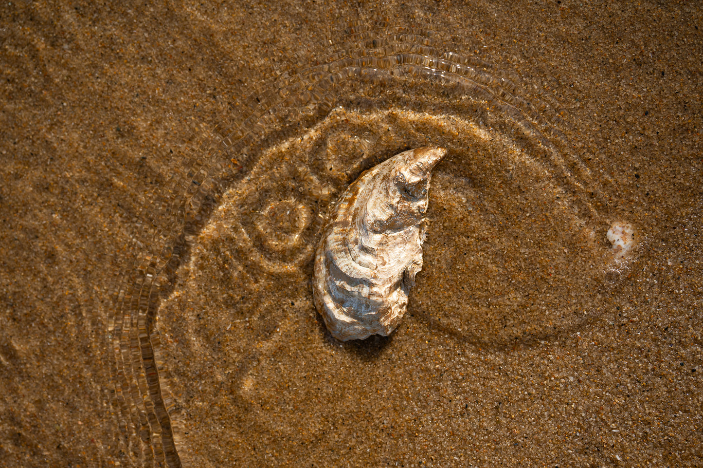 Oyster Shell Jewelry Dish